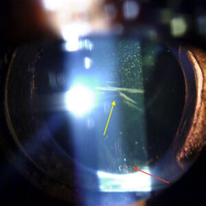 Read more about the article Scratched and sniffing