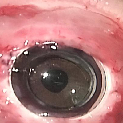 Read more about the article Conversations about KPro