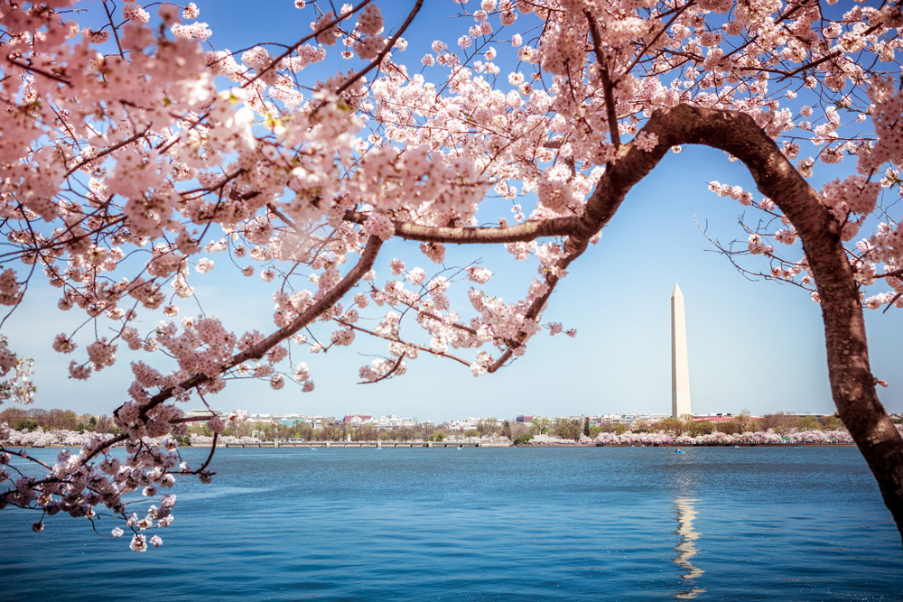 Cherry blossoms near the Washington Monument in D.C.