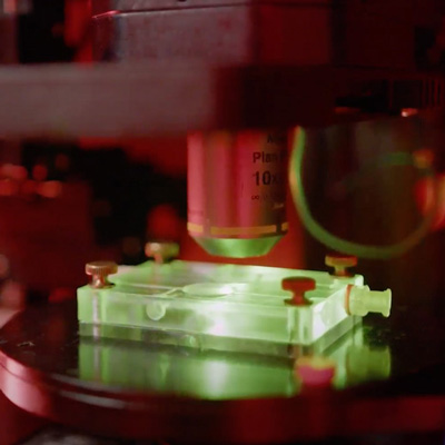 Read more about the article Photoreceptor cells from donors revived, expanding research capabilities for human vision