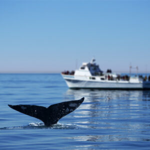 Read more about the article Tours in San Diego, California